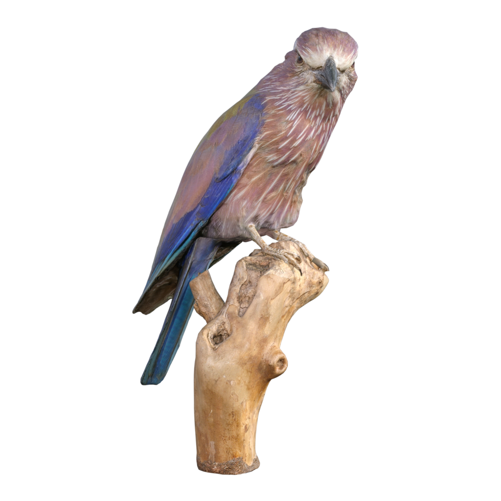 bird on a wooden fence png