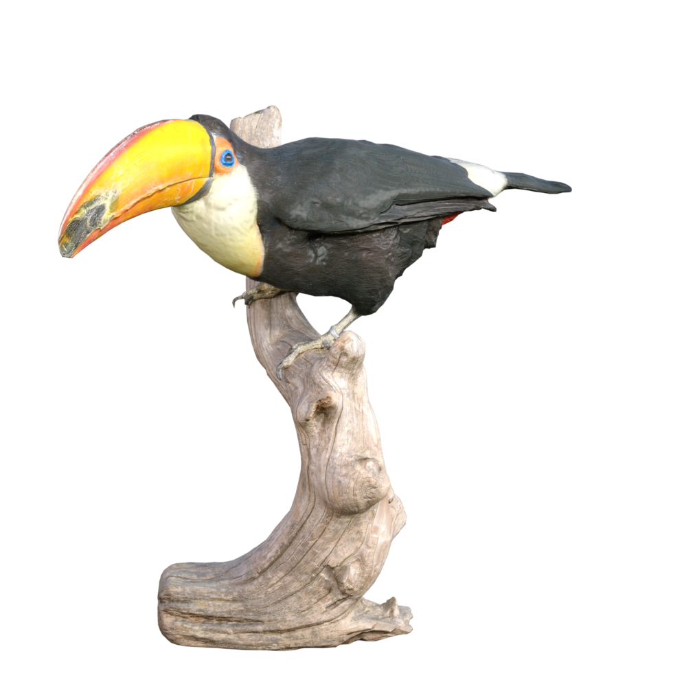 toucan isolated on transparent png