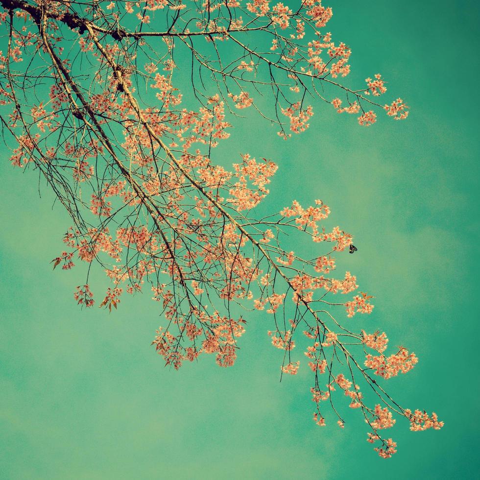 cherry blossom and blue sky with vintage toned. photo