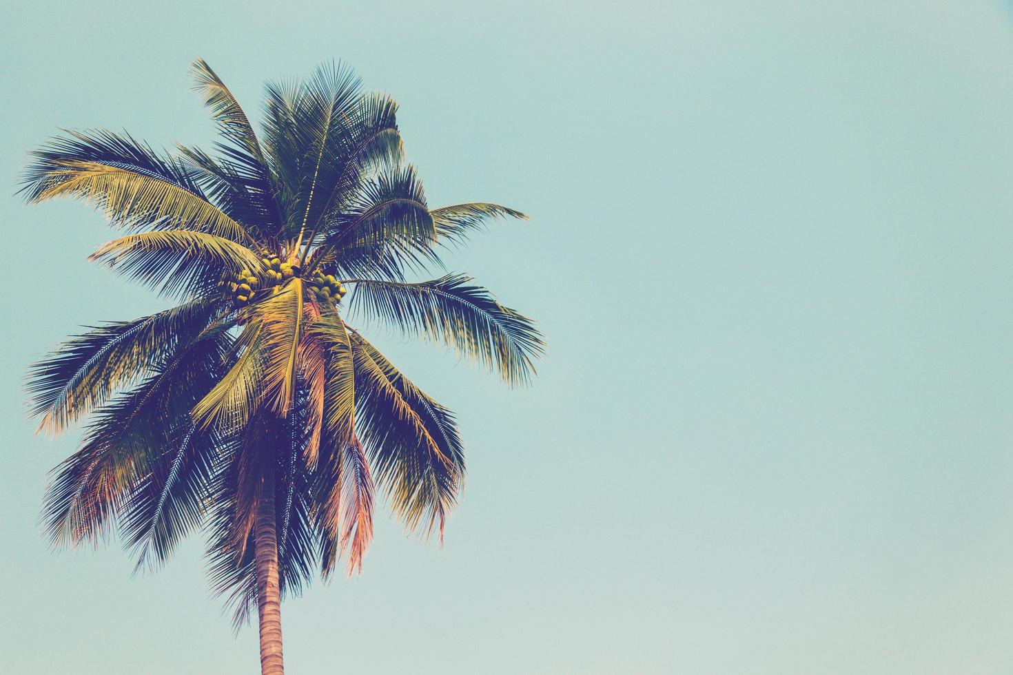 Coconut palm tree and blue sky vintage with space. photo