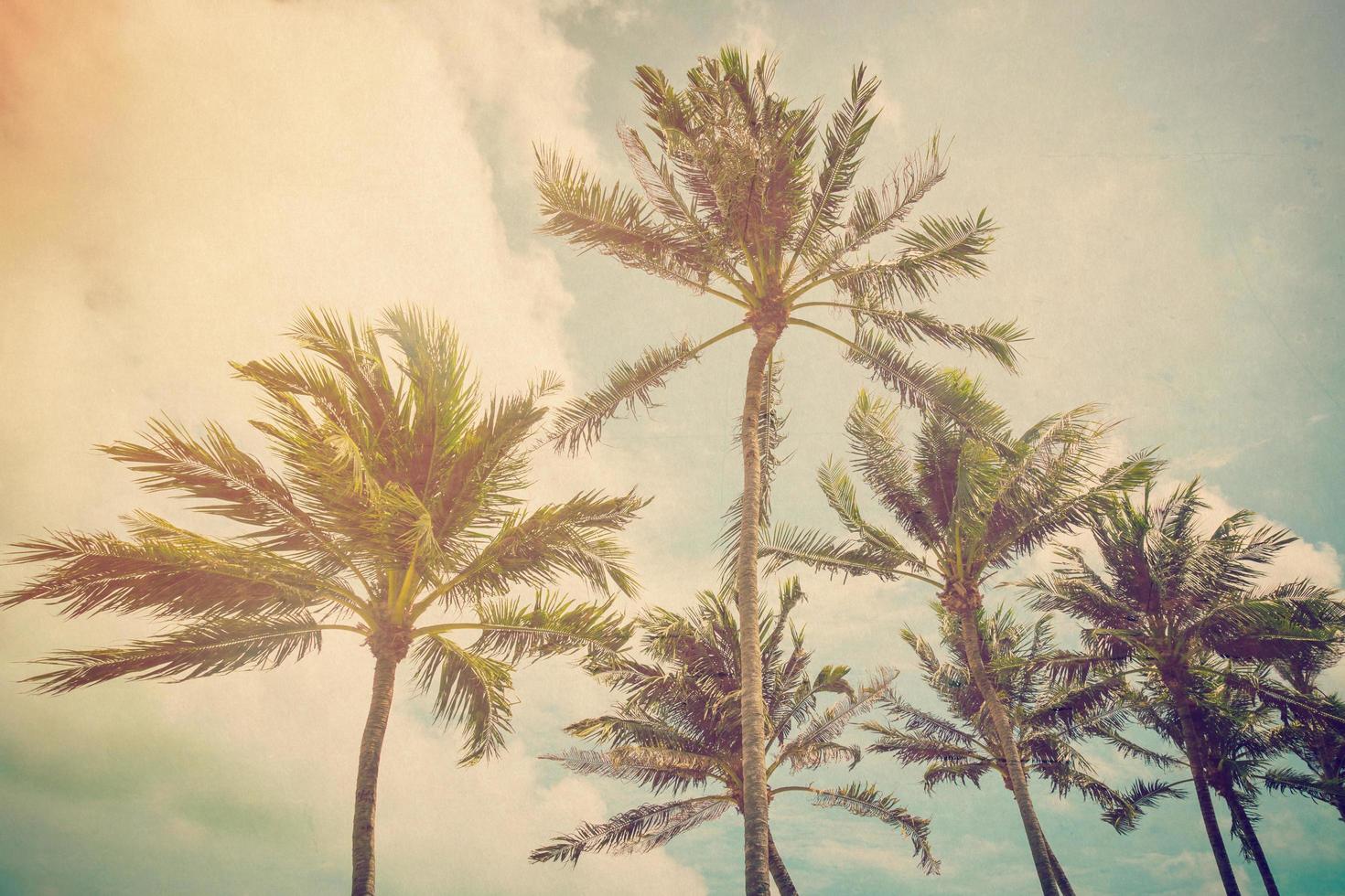 Coconut palm tree with vintage effect. photo