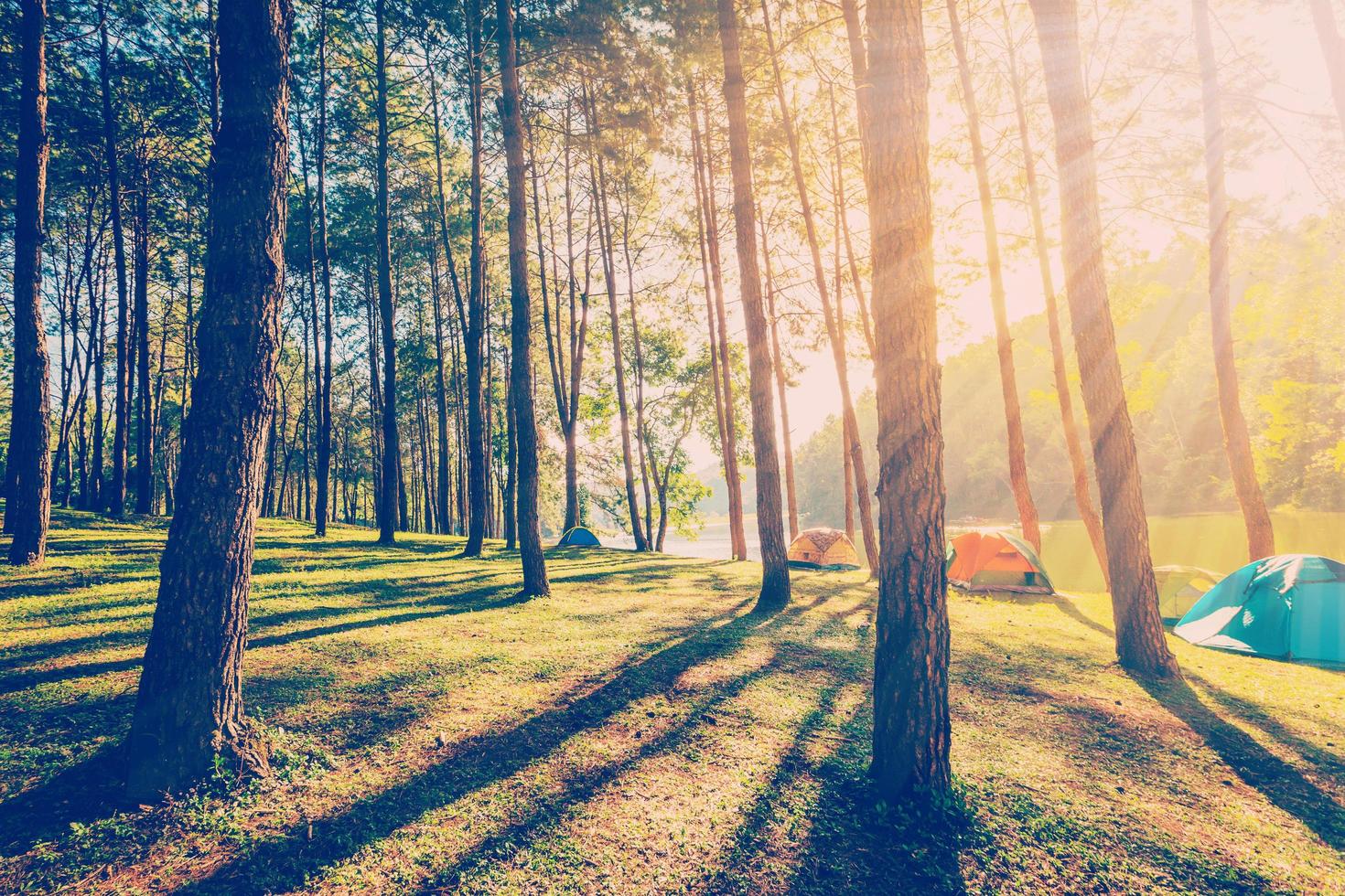 pine tree forest with sunlight and shadows at sunrise with vintage scene. photo