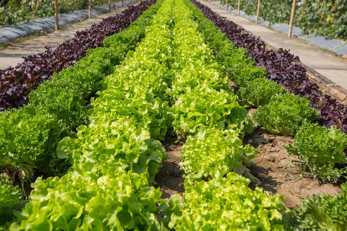 Green lettuce on field agricultural photo