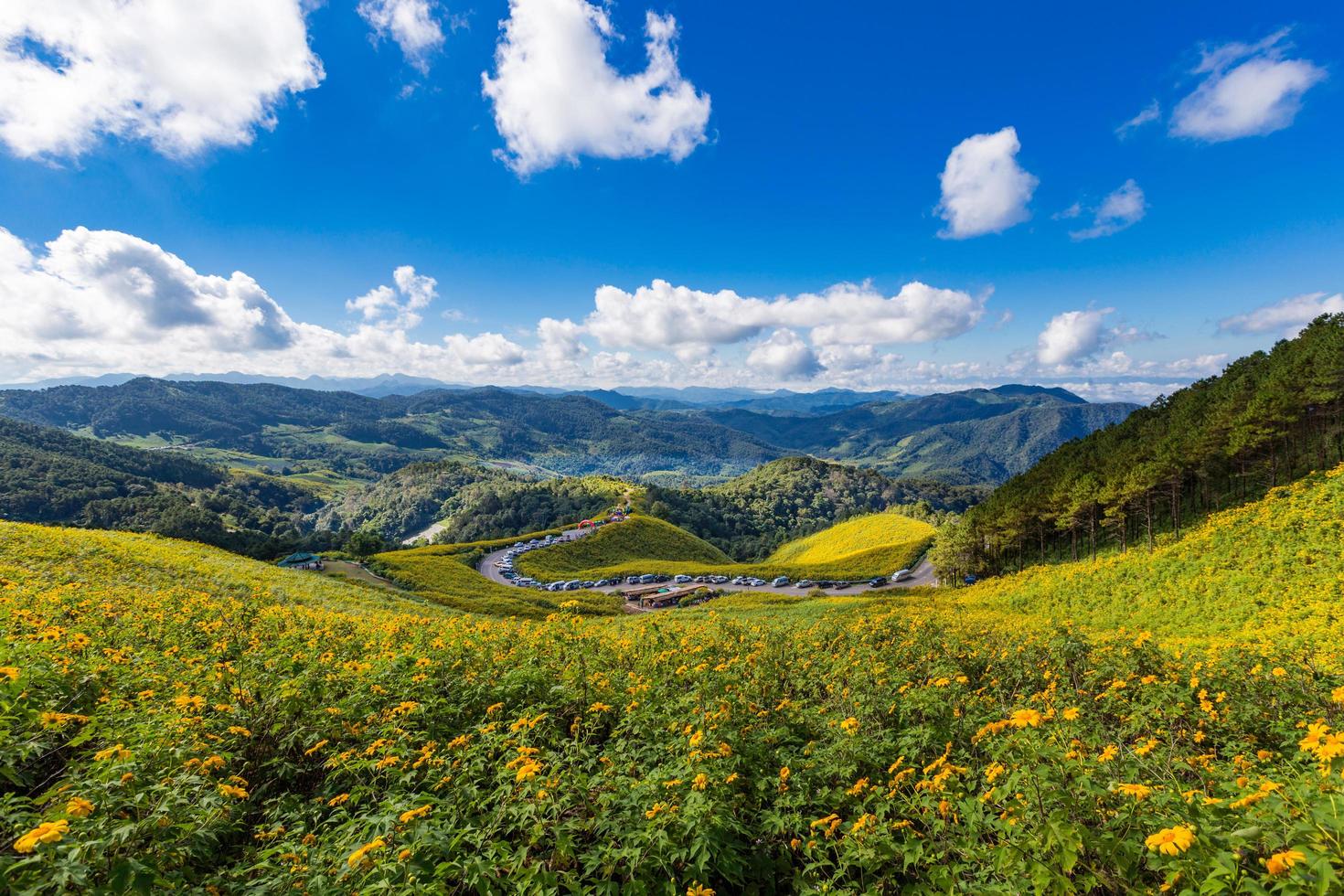 Tung Bua Tong Mexican sunflower field in Maehongson Province at Thailand. photo