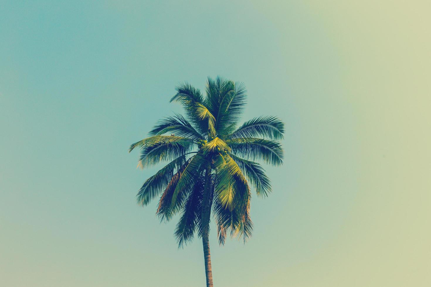 Coconut palm tree with vintage effect. photo