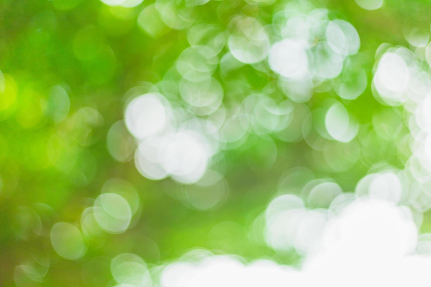 abstract blurred green bokeh leaves background and texture photo