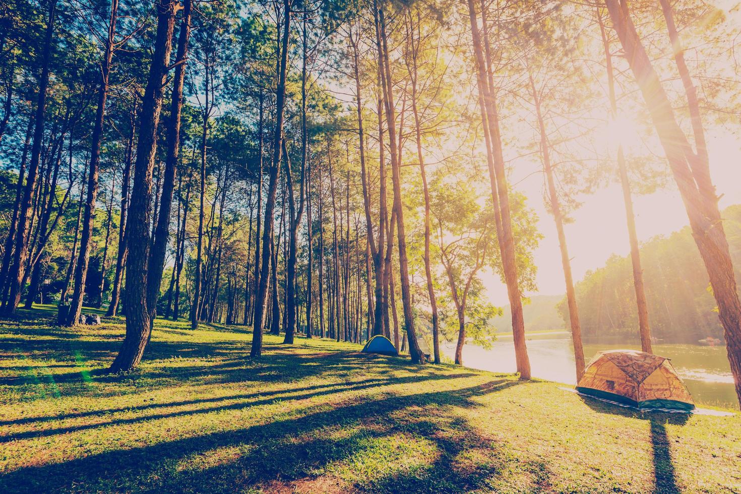 pine tree forest with sunlight and shadows at sunrise with vintage scene. photo