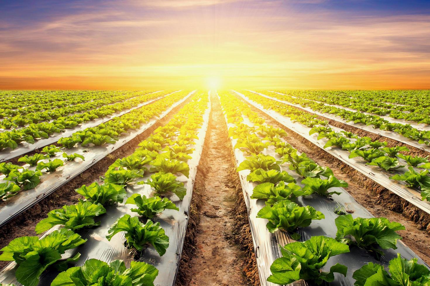 lettuce plant on field vegetable and agriculture sunset and light. photo