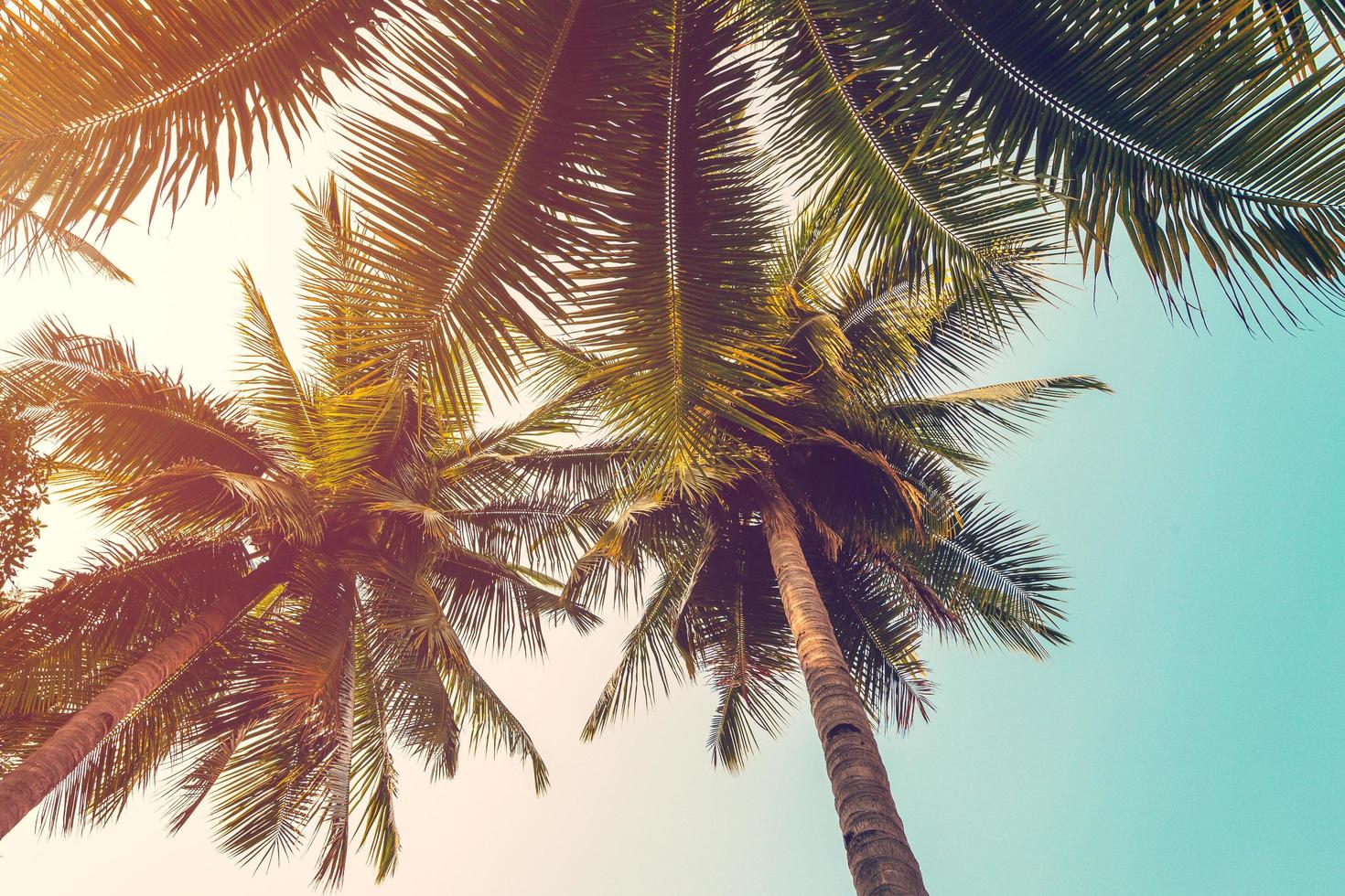coconut palm tree and sky on beach. Vintage palm on beach in summer. photo