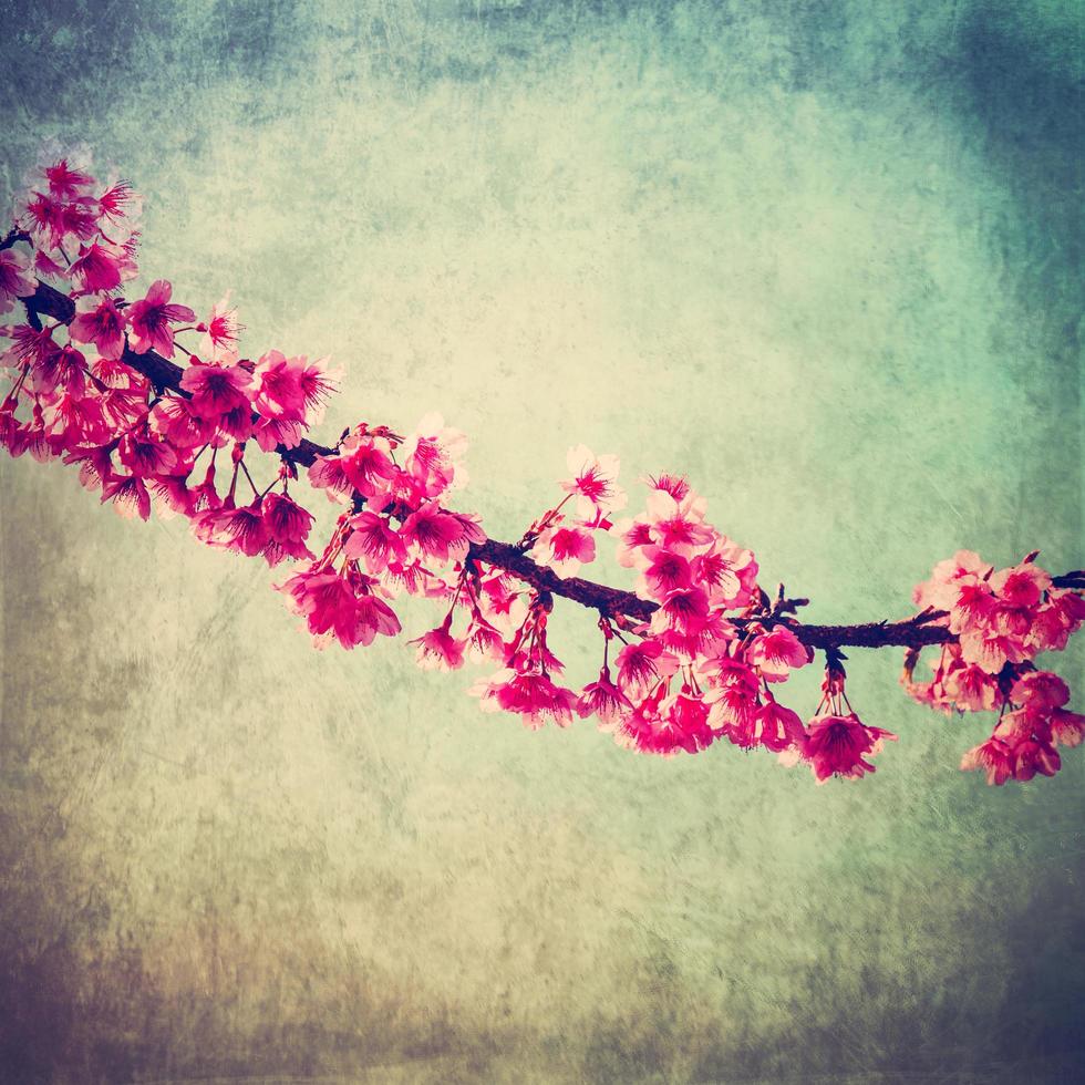 cherry blossom vintage with texture and sotf light for natural background photo