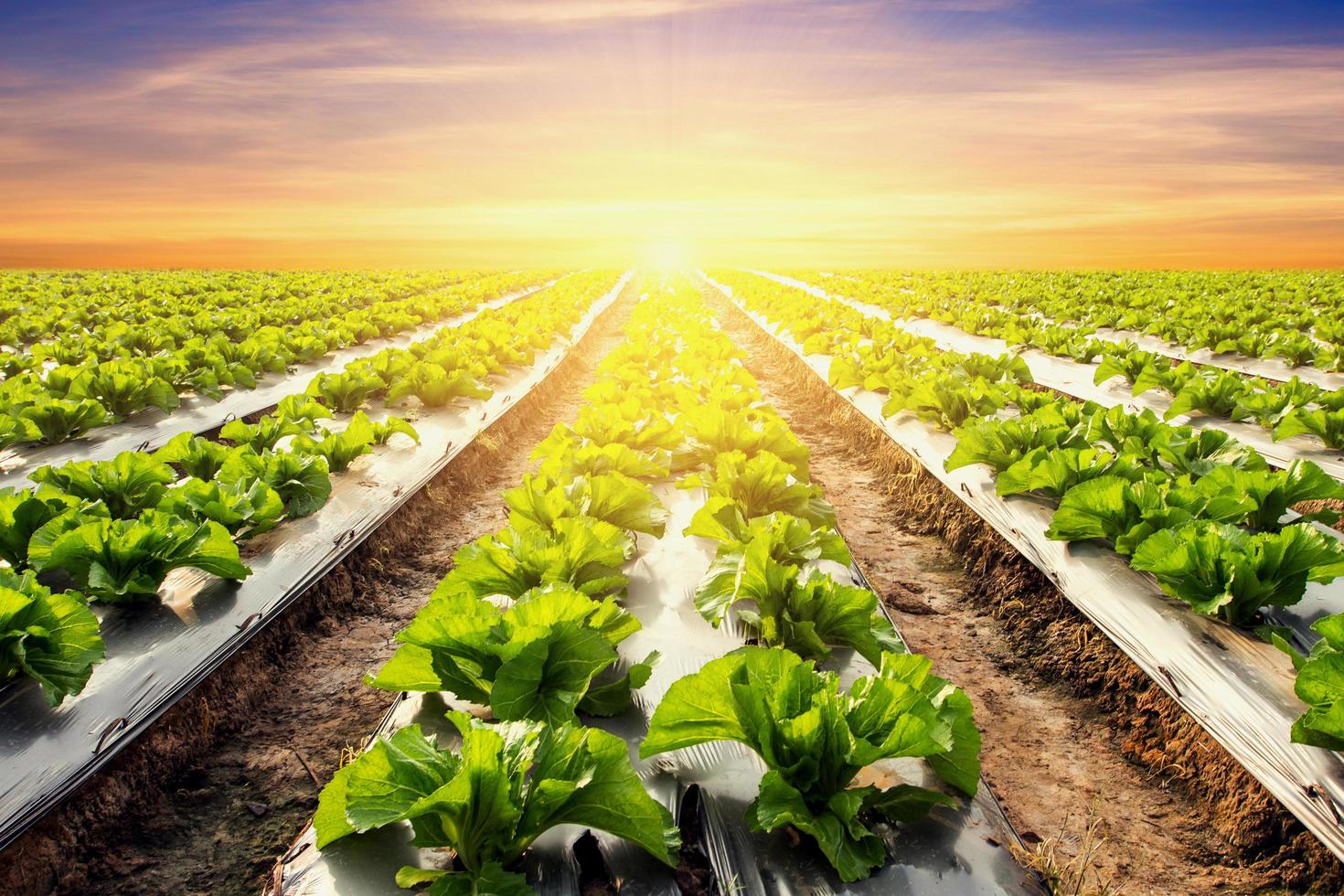 lettuce plant on field vegetable and agriculture sunset and light. photo