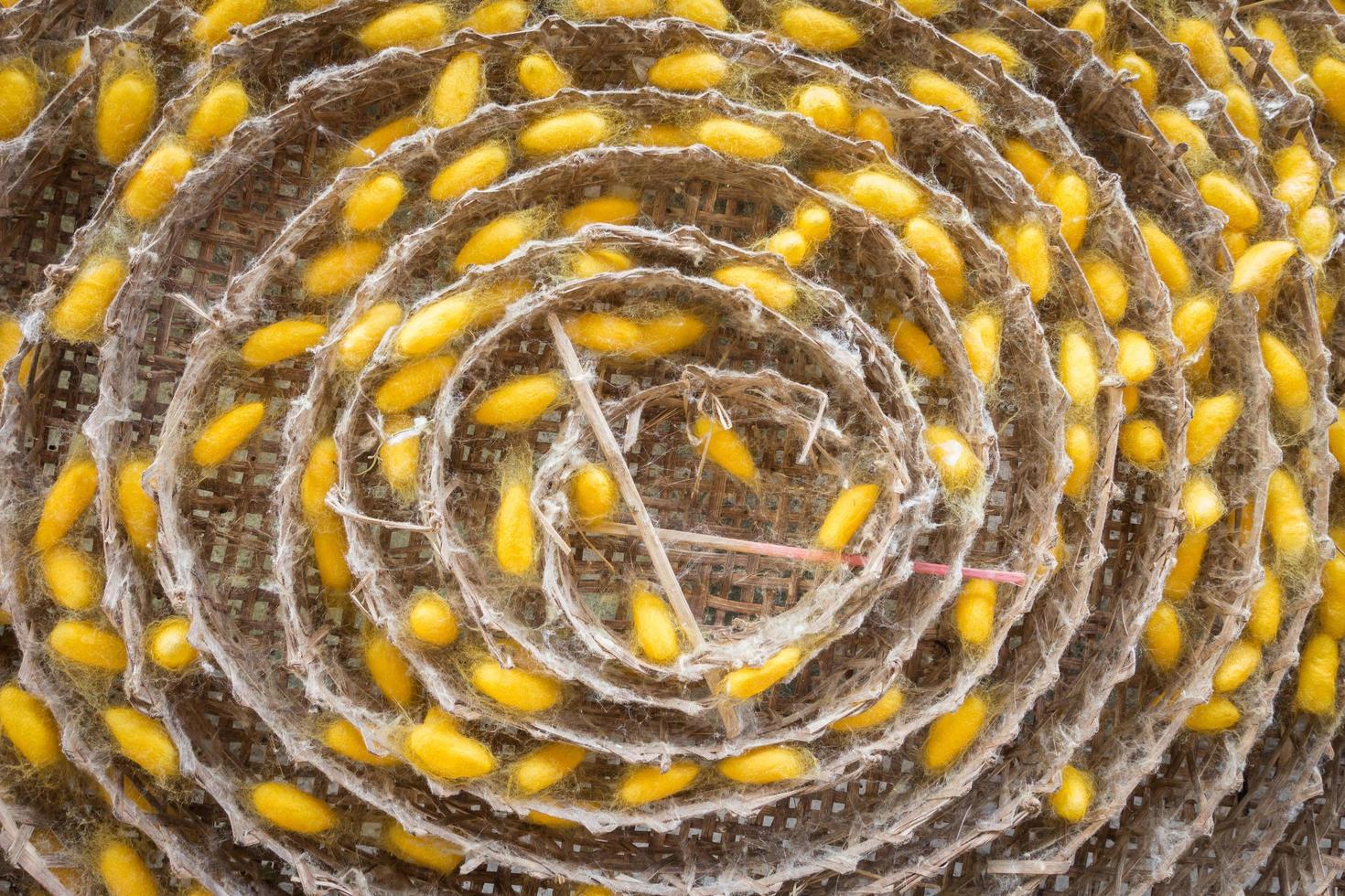 cocoon of silkworm hang on rolling round in the tray of the silkworm. photo