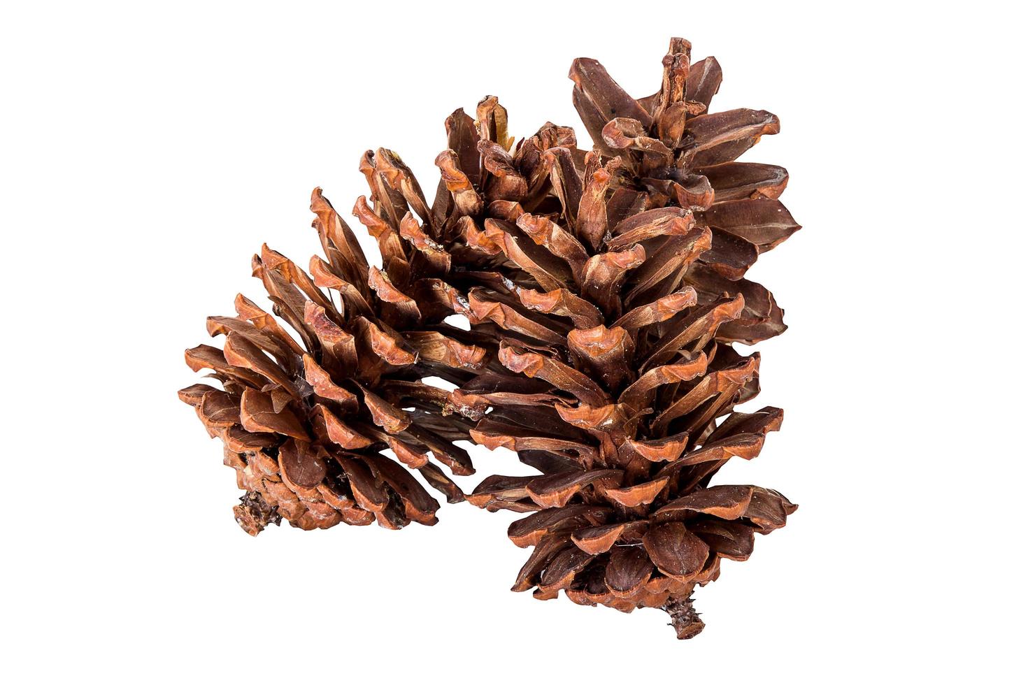 close up pine cone group on isolated white, clipping path. photo