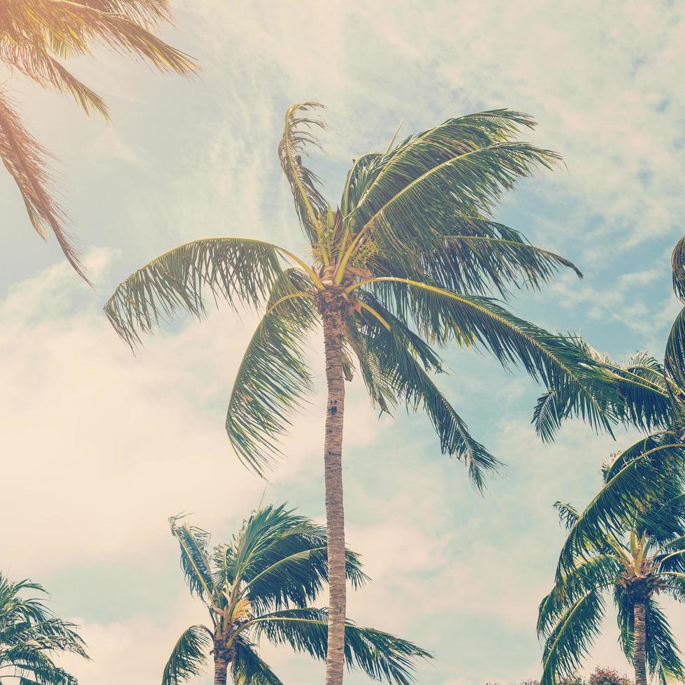 Coco plam árbol en playa de naturaleza antecedentes en Clásico estilo foto