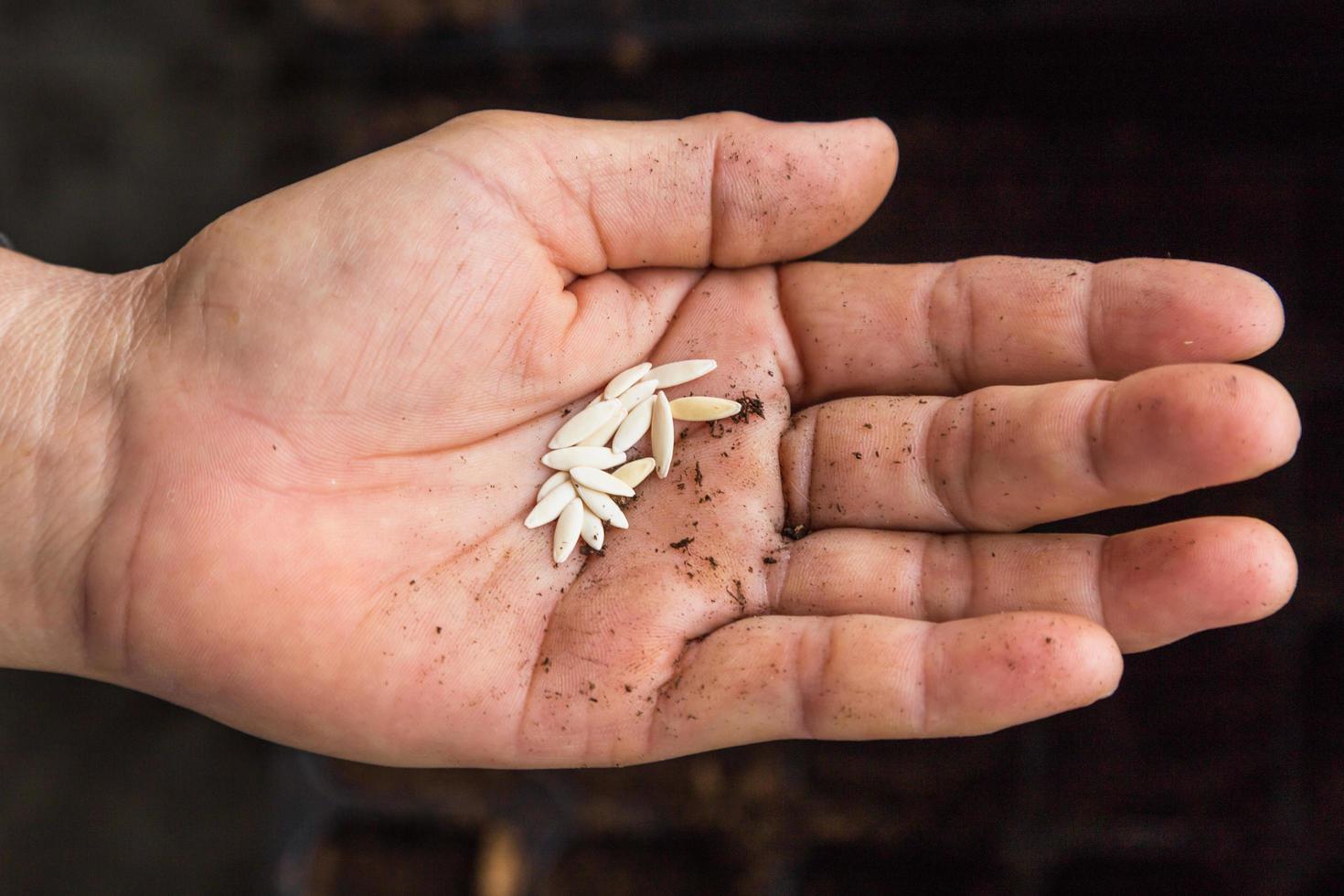 close up cucunber seeds on hand woman photo