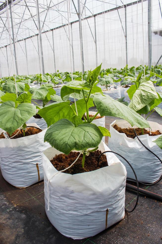 cucumber plant cultivated in greenhouse. photo