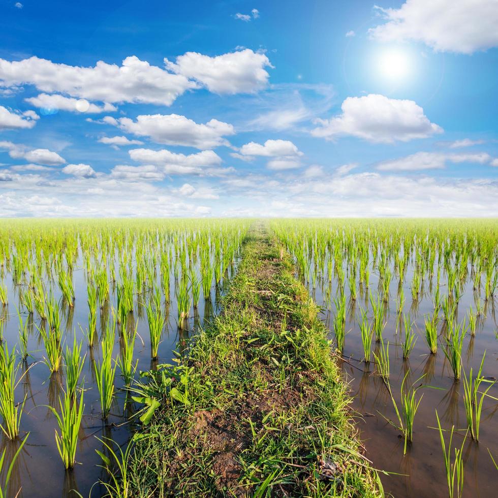 field paddy rice and sun with white clouds blue sky photo