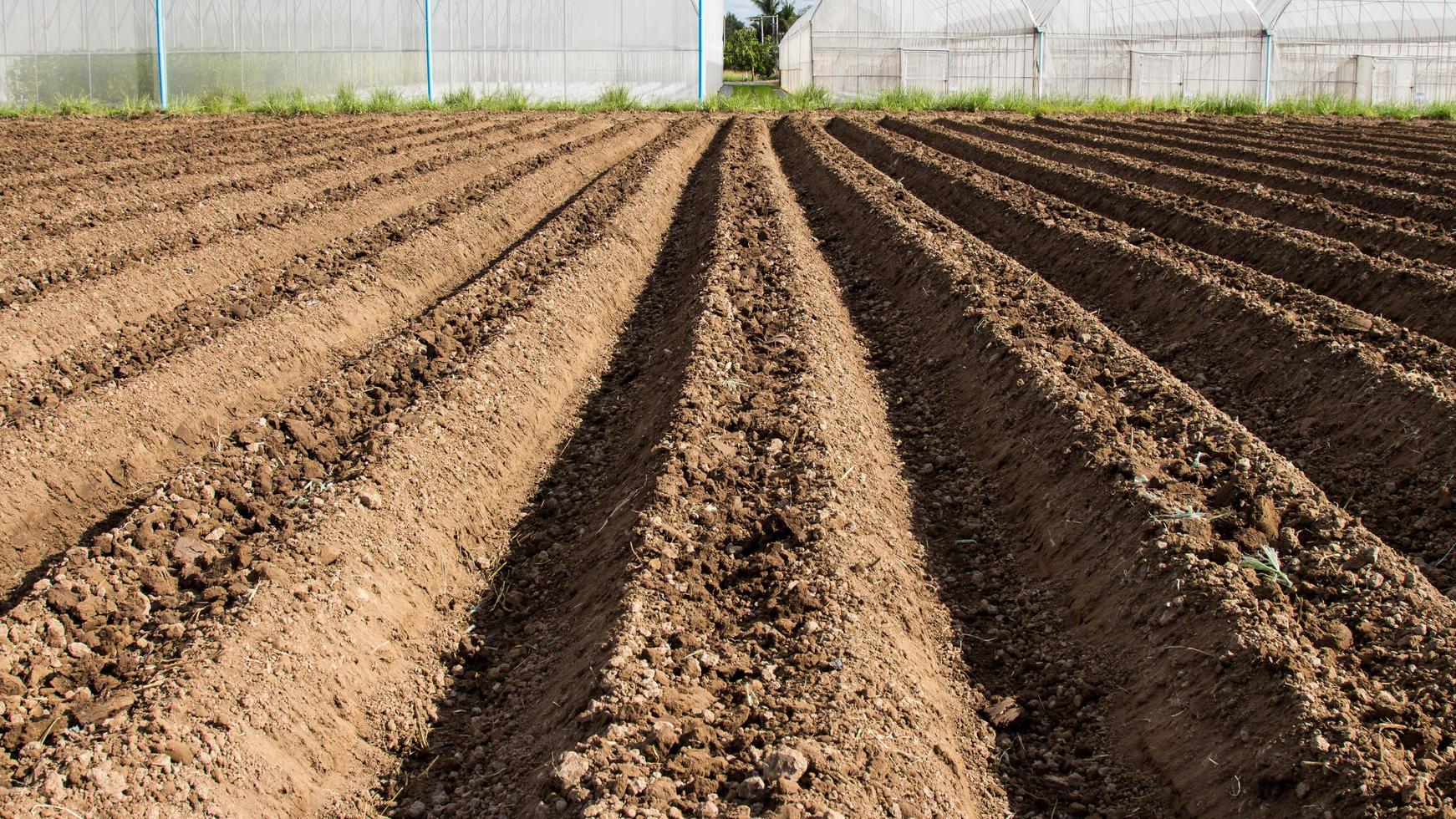 soil preparation for sowing vegetable in field agriculture. photo