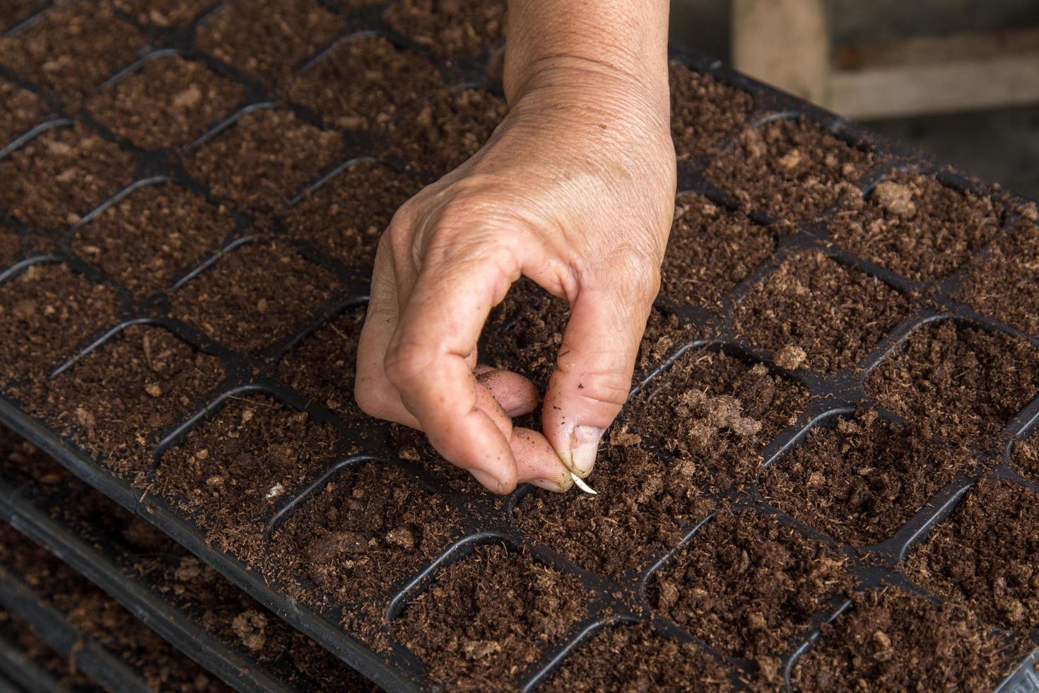 hand woman sowing cucumber seeds on tray photo