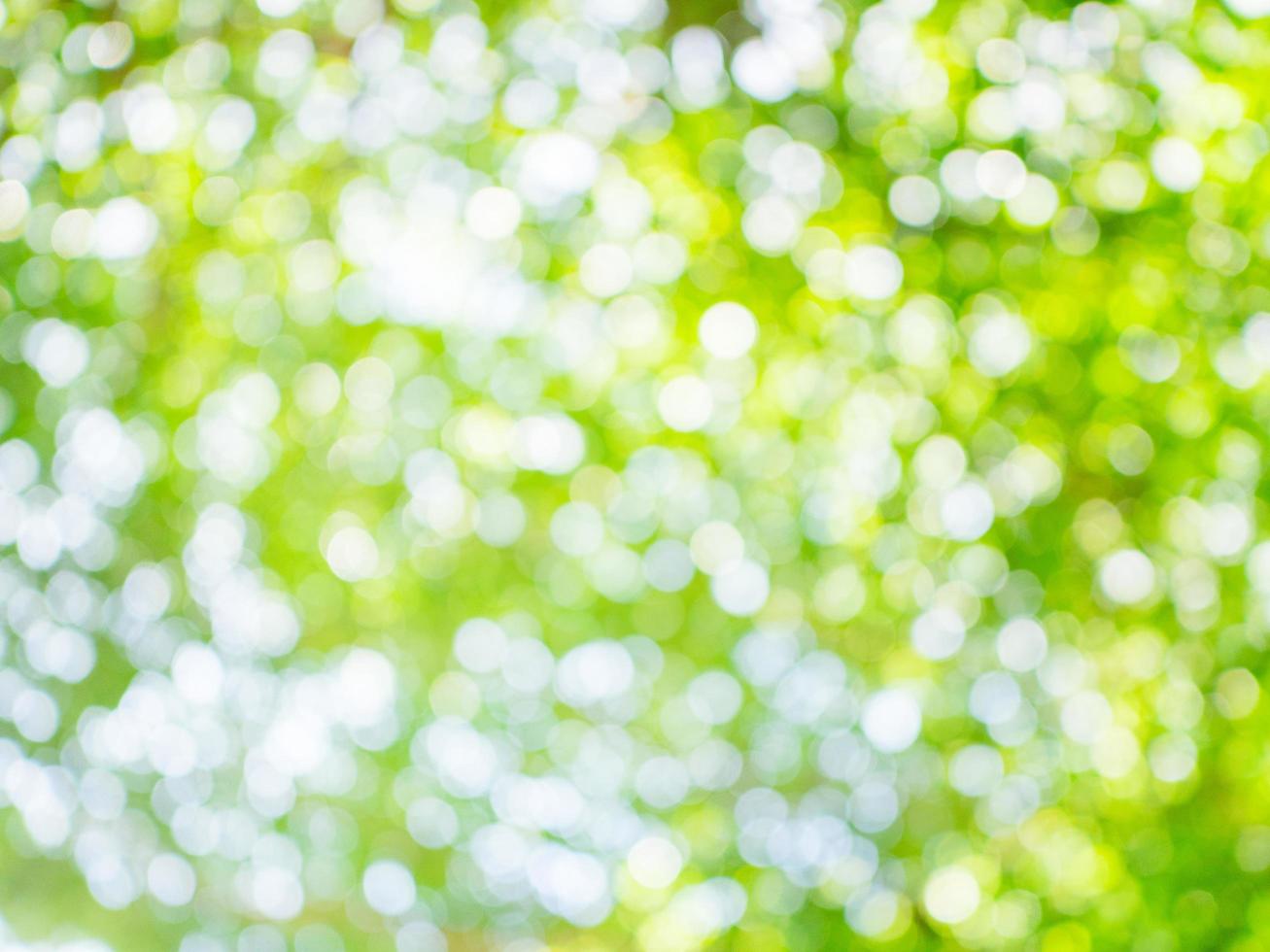 green bokeh light for natural background with space photo