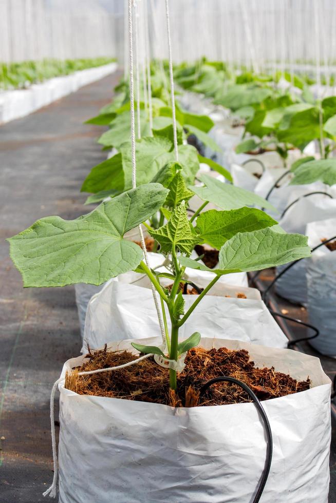 cucumber plant cultivated in greenhouse. photo