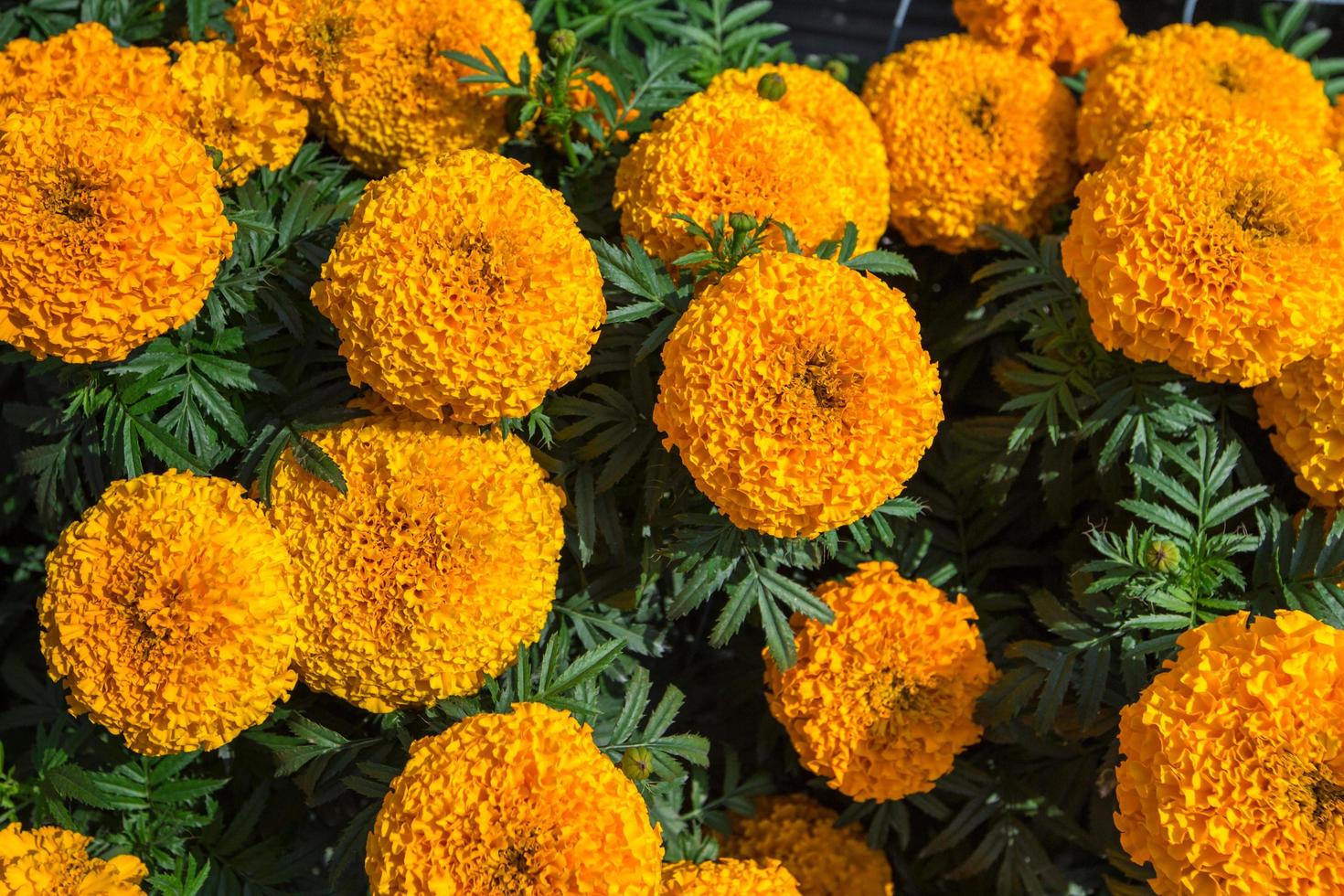 amarillo maravilla flor planta en jardín. foto