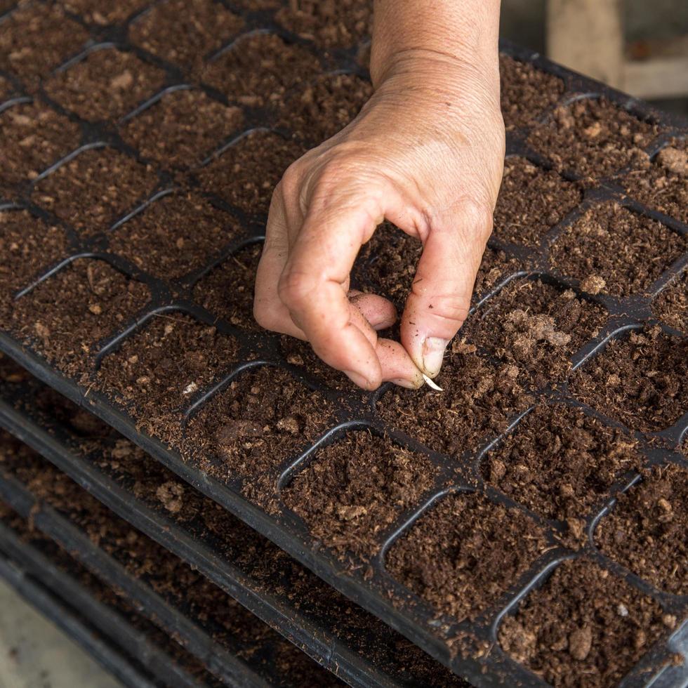 hand woman sowing cucumber seeds on tray photo
