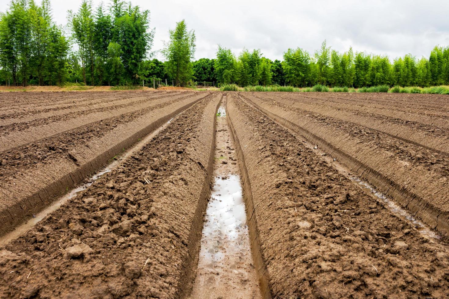 preparación suelo en invernadero para cultivo vegetal foto