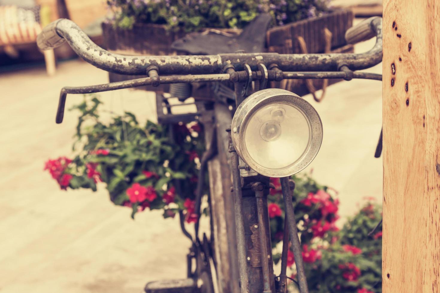 bicycle vintage in garden photo