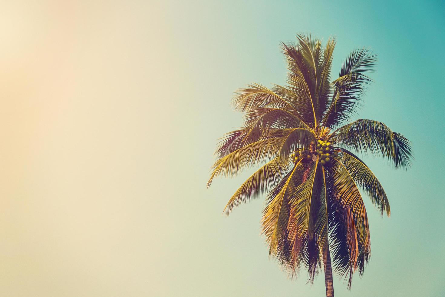 coconut palm tree and sky on beach with vintage toned. photo