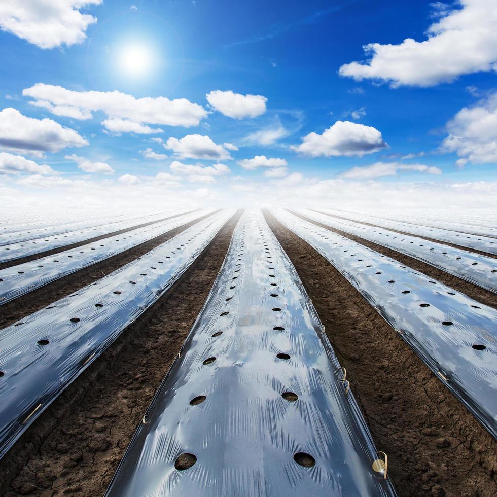 Field agriculture mulching film protect and blue sky with sun photo