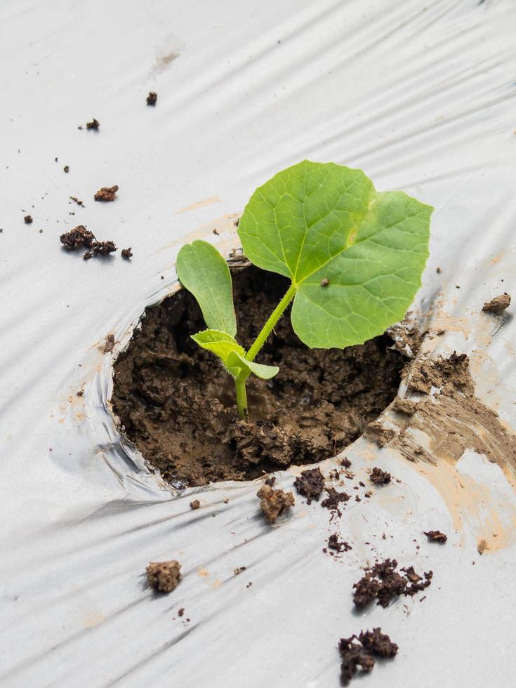 Green seedlings melon sprout sowing on mulching film photo