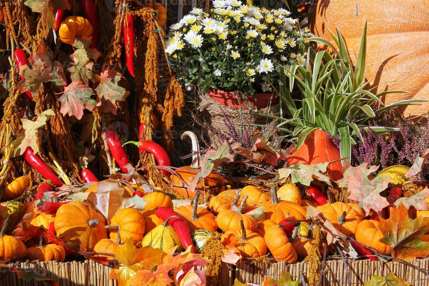 Colourful organic pumpkins and gourds on agricultural fair. Harvesting autumn time concept. Garden fall natural plant. Thanksgiving halloween decor. Festive farm rural background. Vegetarian food. photo