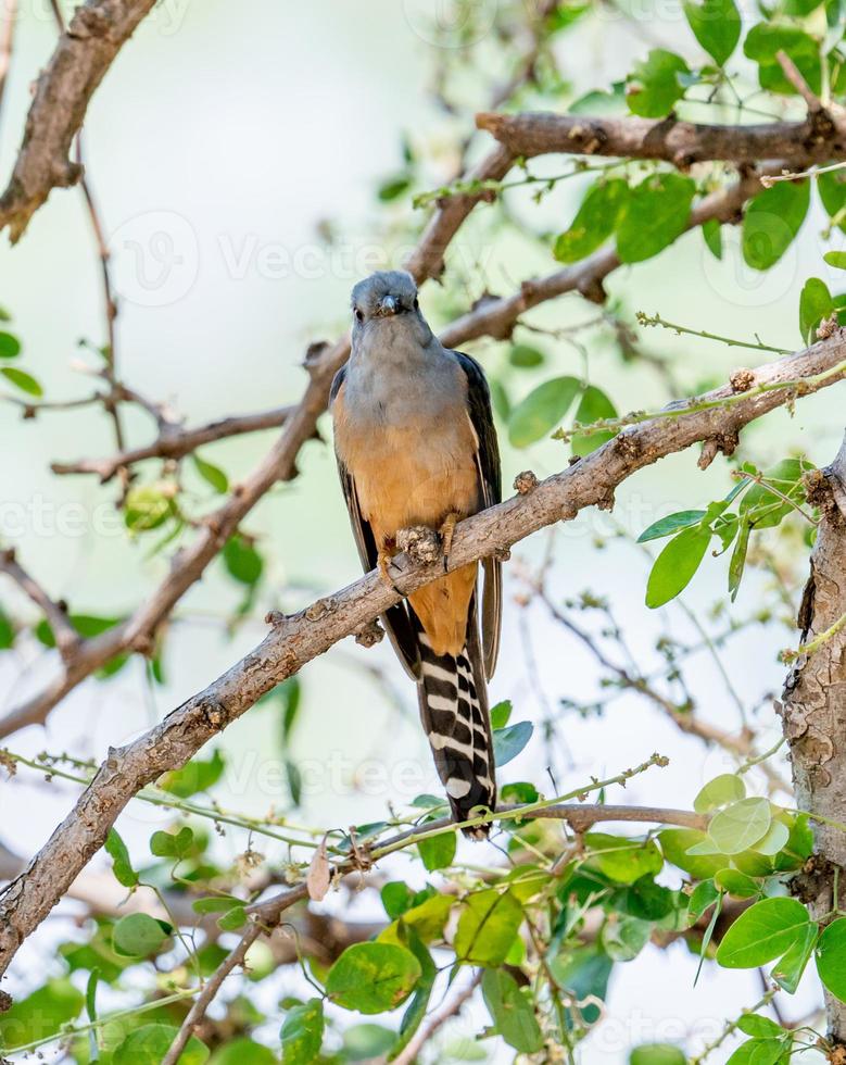 plaintive cuckoo perched on tree photo