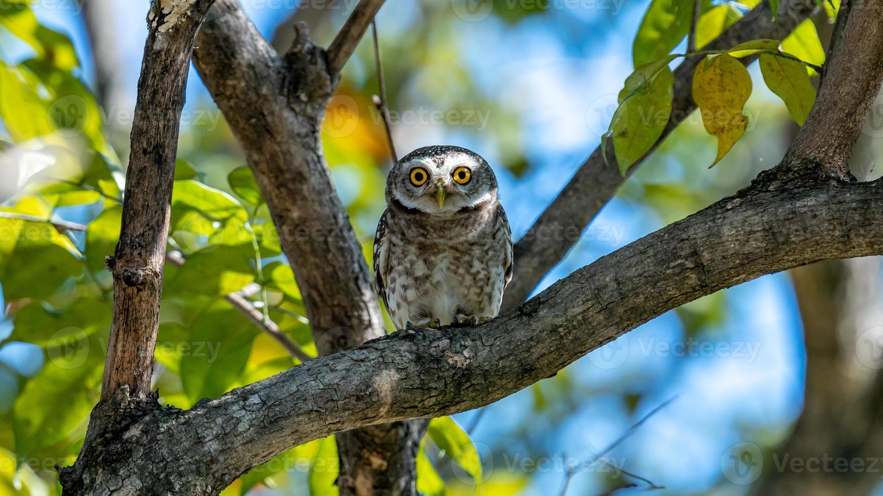 Spotted owlet perched on tree photo