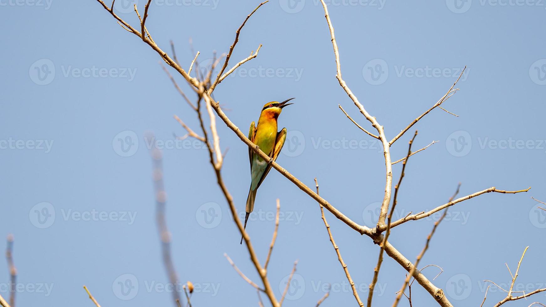 Blue-tailed bee-eater perched on tree in the garden photo