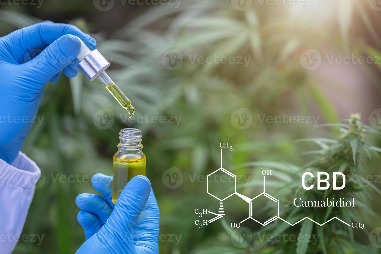 Hand holding a tube of cannabis oil.Concept Hemp Oil, CBD Chemical Formula,  Medical herb concept. Cannabidiol or CBD molecular structural chemical formula. photo