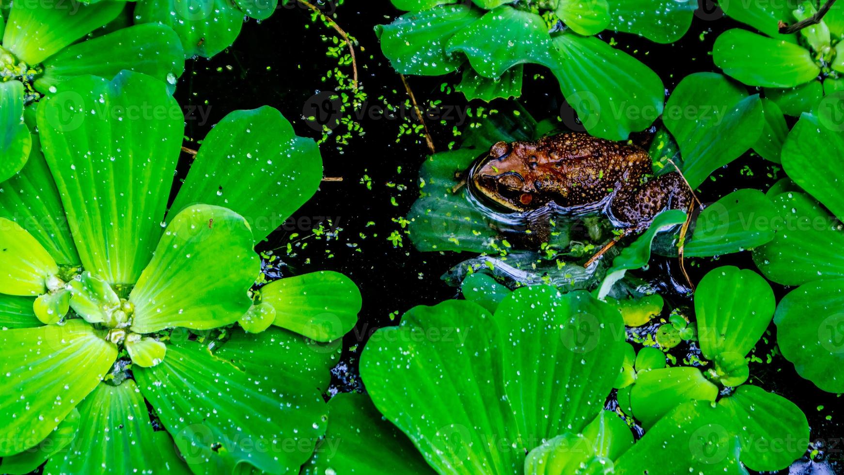 ranas en el agua y rodeadas de plantas acuáticas foto