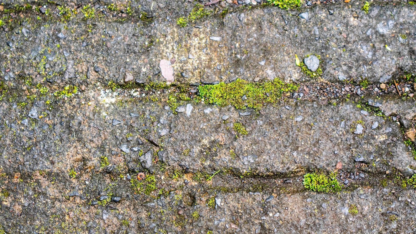 old concrete roads that have started to break down and are mossy photo