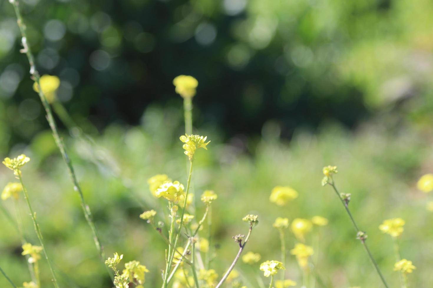 flowers blooming on hillside photo