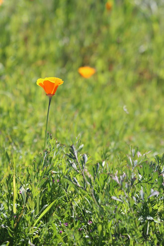 flowers blooming on hillside photo