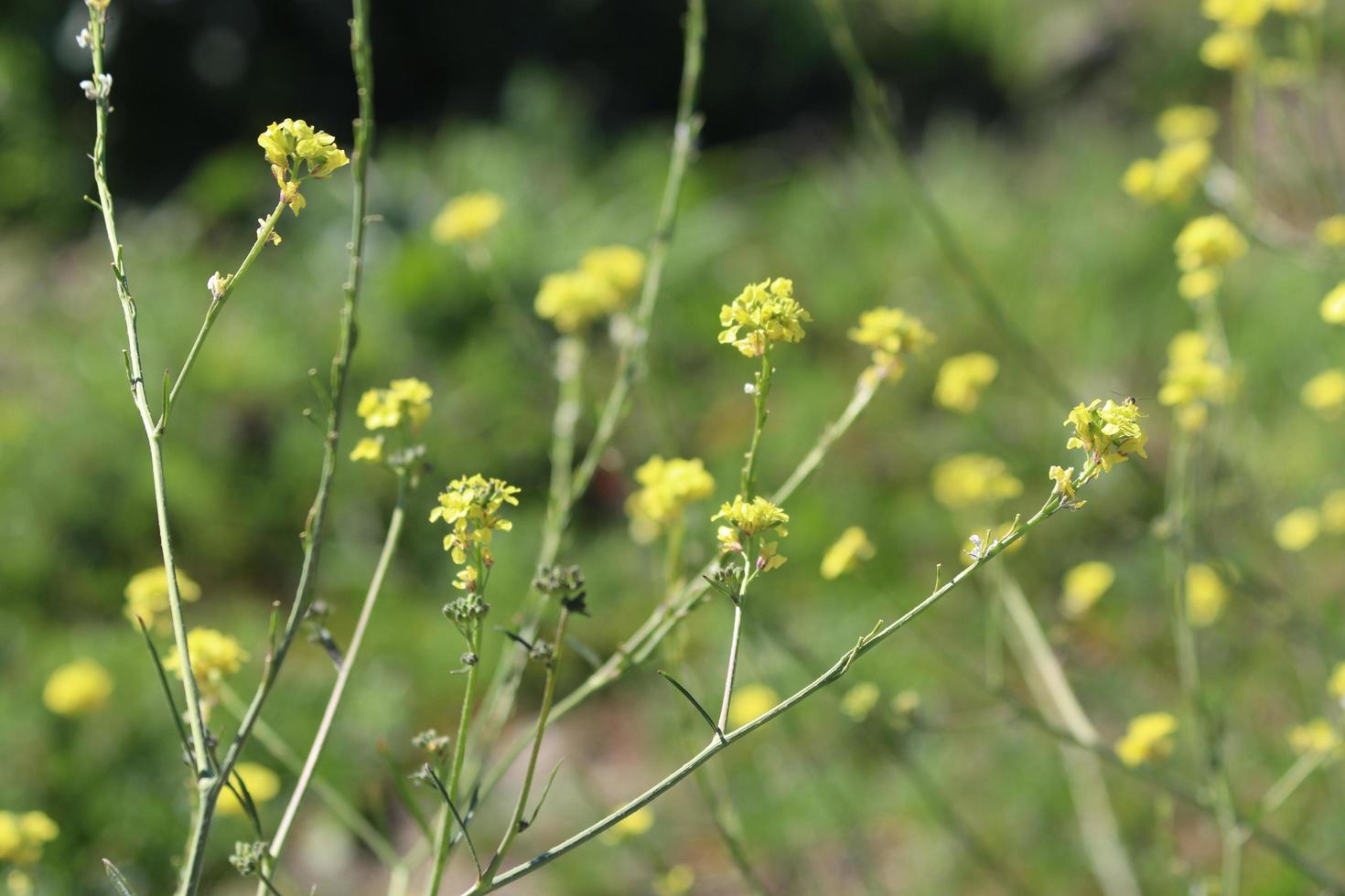 flowers blooming on hillside photo