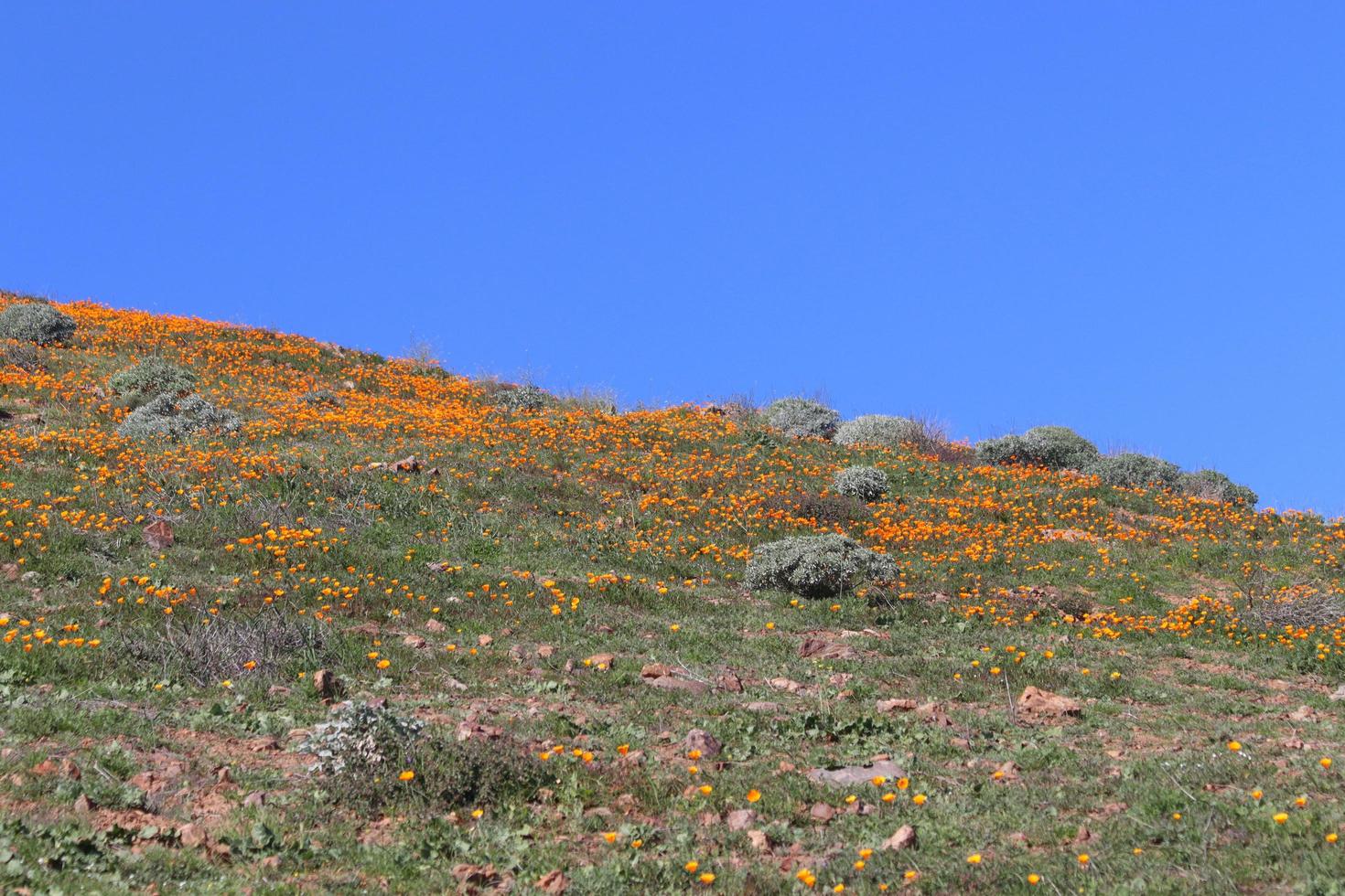 flowers blooming on hillside photo