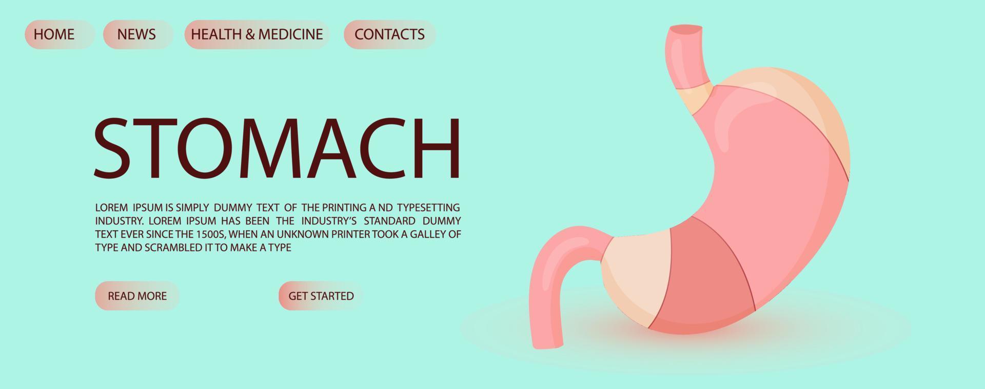 Web banner template with human stomach. Vector illustration cartoon style