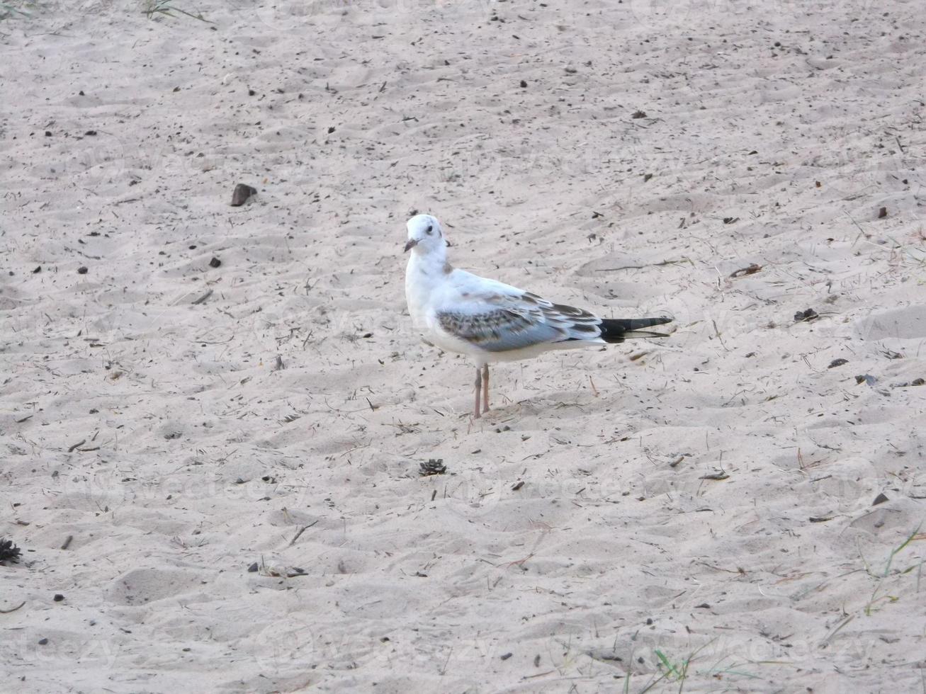 bebé Gaviota. fauna silvestre. pajarito en el nido. foto