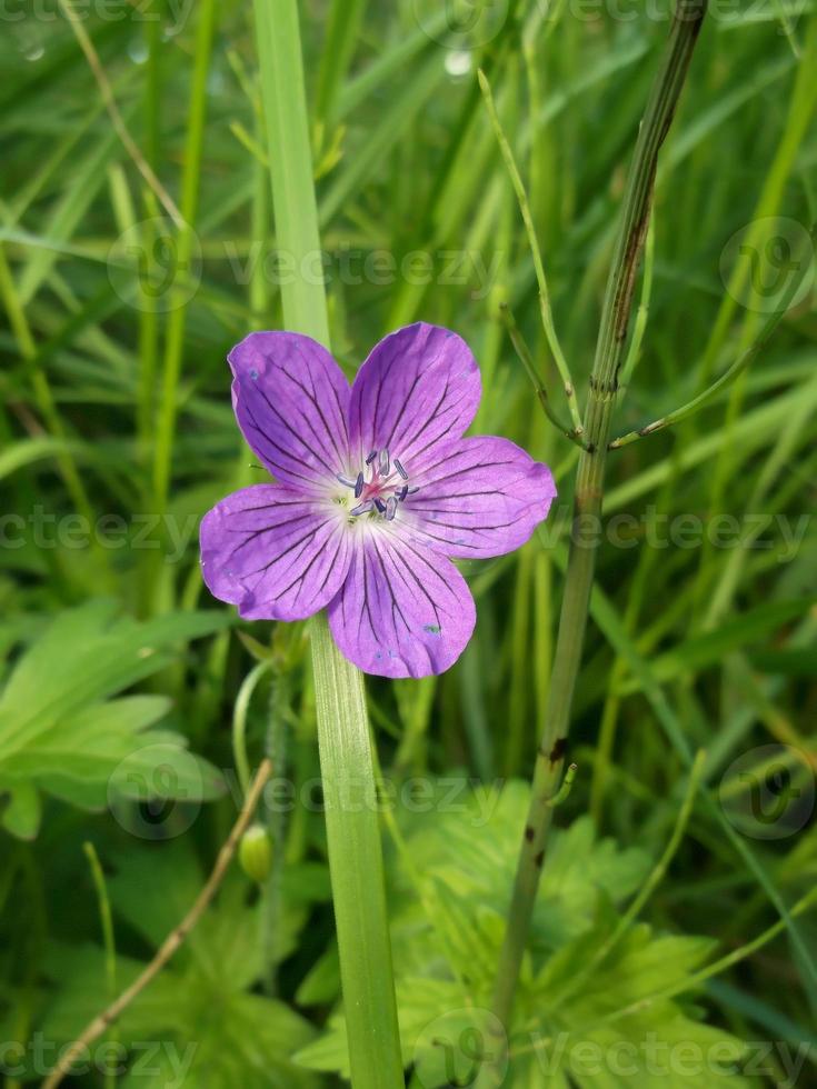 Meadow geranium. Wild flowers. photo