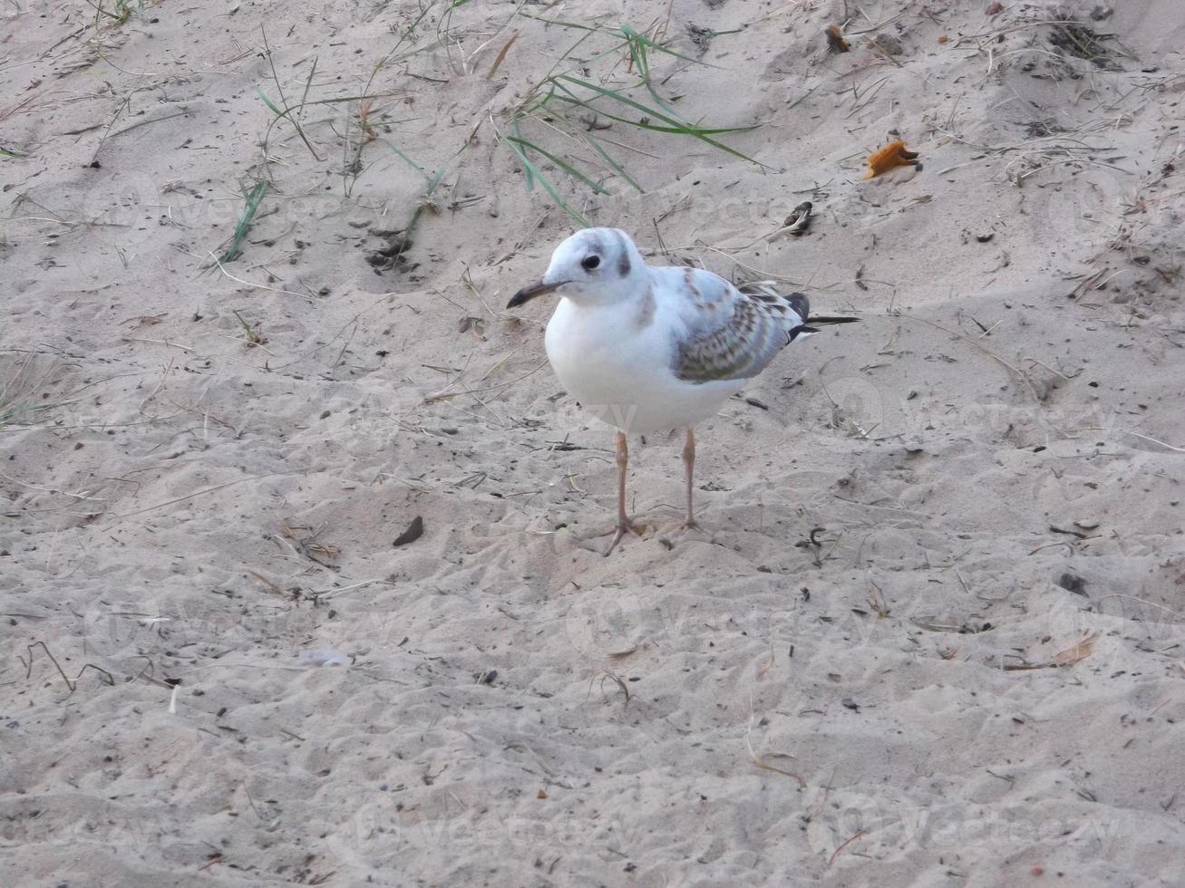 Baby seagull. Wildlife. Nestling. photo