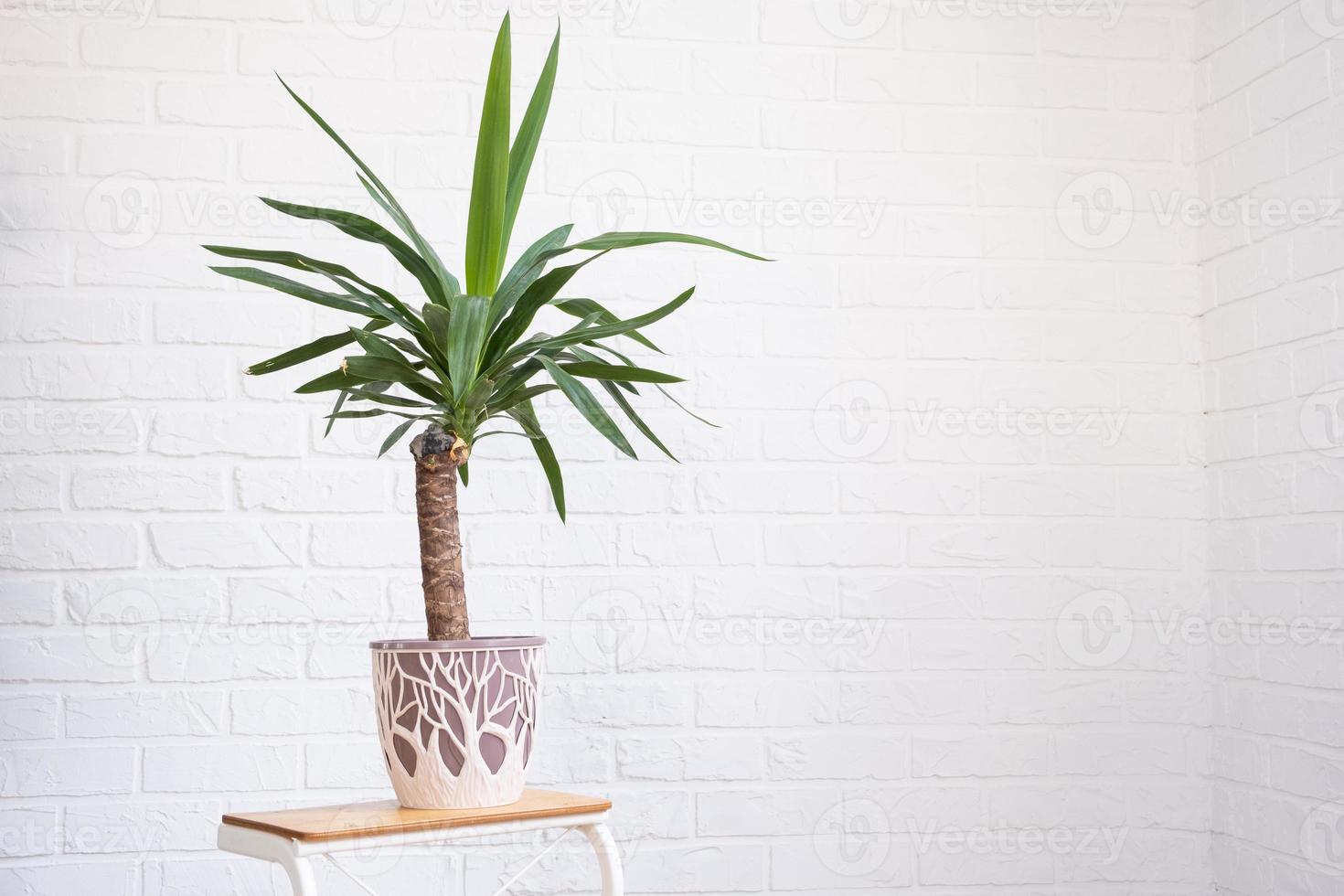 árbol de serpiente palma yuca en interior en blanco ladrillo pared. en conserva casa plantas, verde hogar decoración, cuidado y cultivo foto