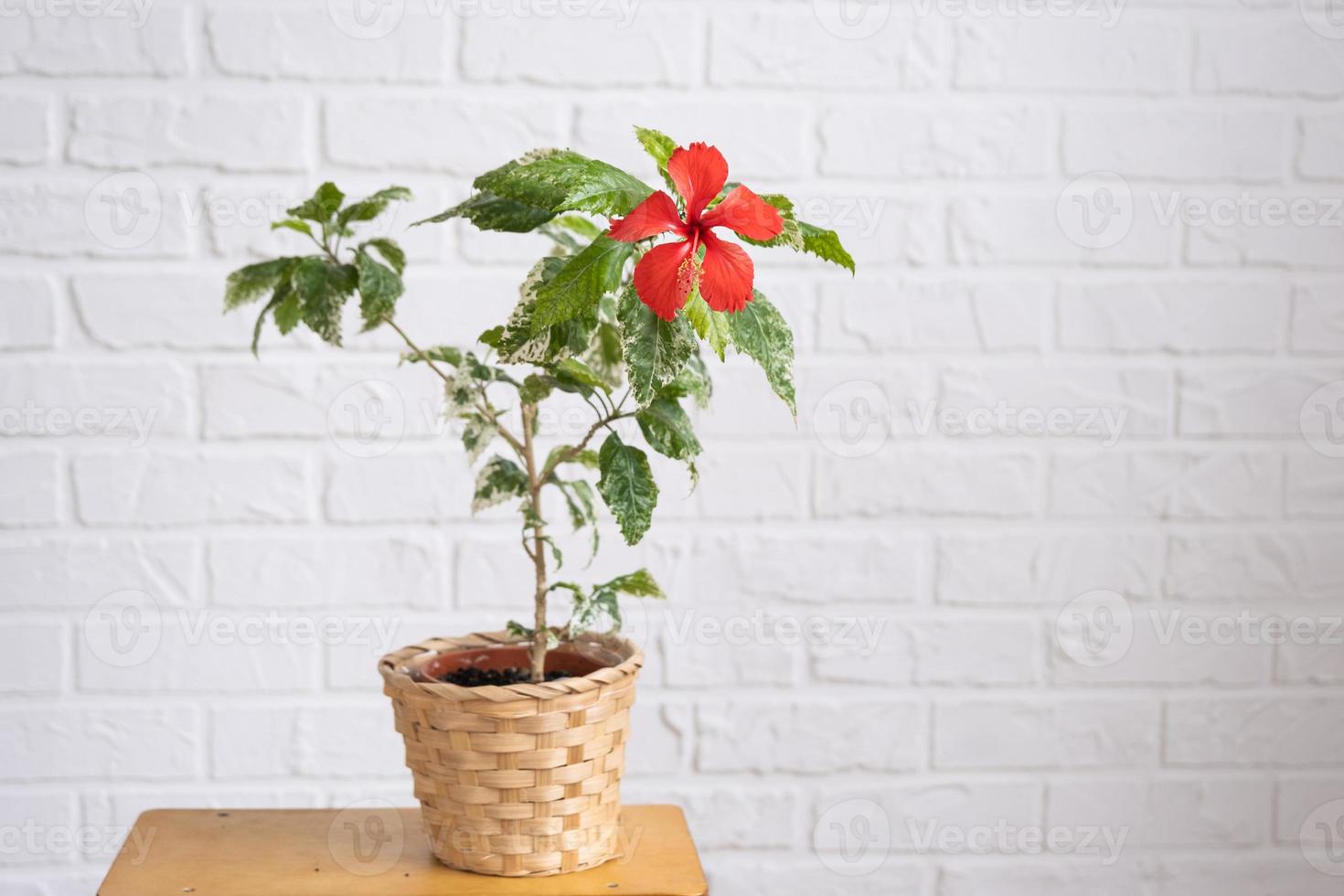 Red hibiscus varietal flower with variegated leaves in a wicker planter in the interior against a white brick wall. Growing house plants in a pot at green home photo