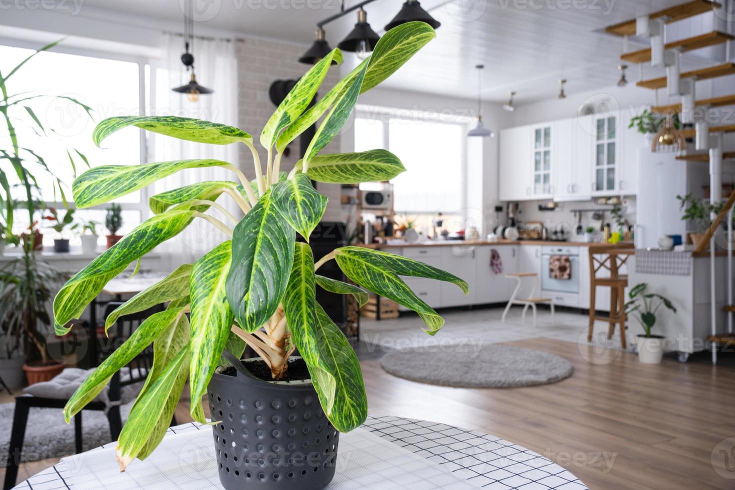 Aglaonema close-up in the interior on table. Houseplant Growing and caring for indoor plant, green home photo